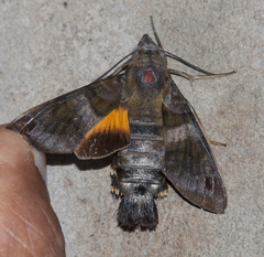Macroglossum glaucoptera