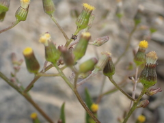 Senecio dunedinensis