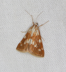 Epascestria pustulalis