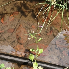 Cyanthillium cinereum