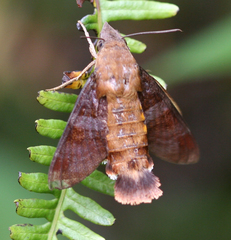 Macroglossum glaucoptera
