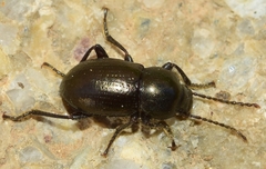 Nesotes crassicollis