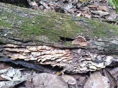 Metuloidea rhinocephala