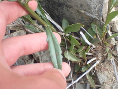 Senecio dunedinensis