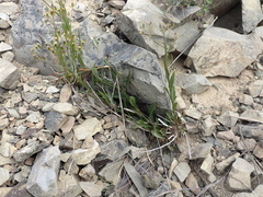 Senecio dunedinensis