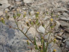 Senecio dunedinensis