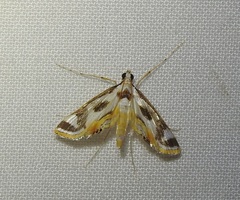 Theila siennata