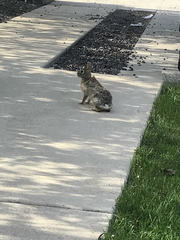 Sylvilagus floridanus
