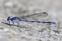 Argia sabino