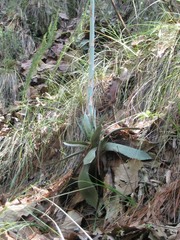 Agave guadalajarana