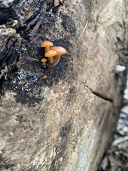 Fungi