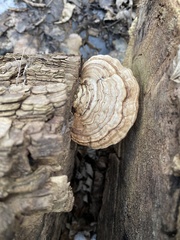 Fungi