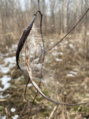 Apocynum cannabinum