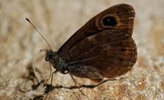 Lasiommata petropolitana