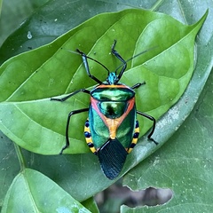 Chalcocoris