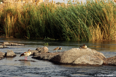 Alopochen aegyptiaca