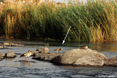 Burhinus senegalensis