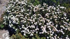 Pimelea sericea