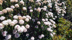 Pimelea sericea