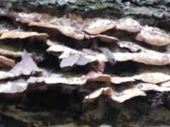 Metuloidea rhinocephala