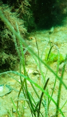 Stigmatopora narinosa