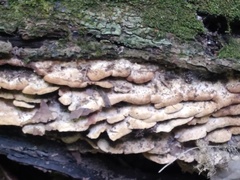 Metuloidea rhinocephala