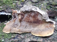 Metuloidea rhinocephala