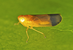 Tharra hackeri