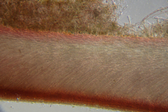 Sonderophycus coriaceus