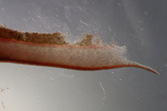 Sonderophycus coriaceus