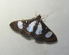 Glyphodes actorionalis