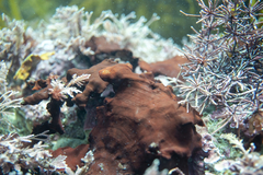 Sonderophycus coriaceus