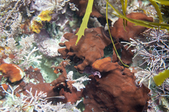 Sonderophycus coriaceus