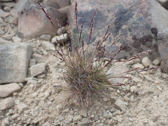 Agrostis muelleriana