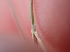 Agrostis muelleriana