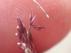Agrostis muelleriana