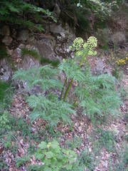 Molopospermum peloponnesiacum