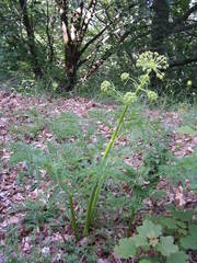Molopospermum peloponnesiacum