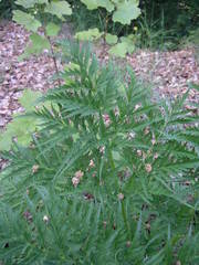Molopospermum peloponnesiacum