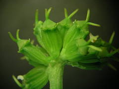 Molopospermum peloponnesiacum