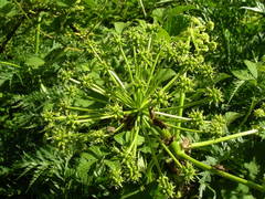 Molopospermum peloponnesiacum