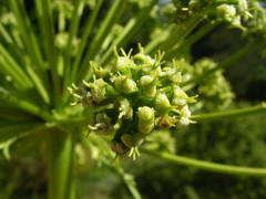 Molopospermum peloponnesiacum
