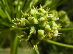 Molopospermum peloponnesiacum