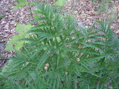 Molopospermum peloponnesiacum