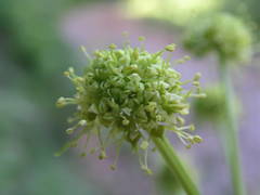 Molopospermum peloponnesiacum