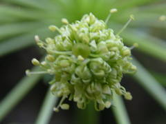 Molopospermum peloponnesiacum