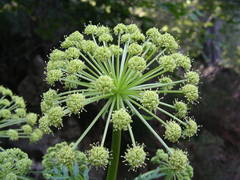 Molopospermum peloponnesiacum
