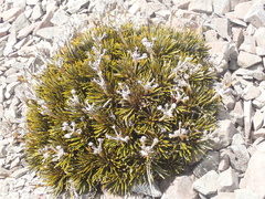 Aciphylla dobsonii