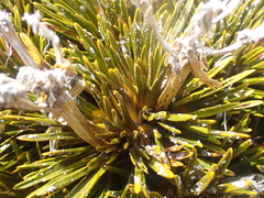 Aciphylla dobsonii