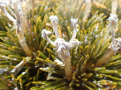 Aciphylla dobsonii